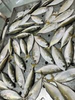 Frozen Short-bodied Mackerel