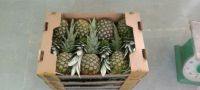 Fresh Pineapple MD2