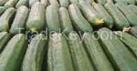 Fresh Green Cucumber (Cultivation Organic, Frozen Snow and Fresh) for sale