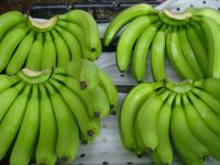 SUPER ECUADOR GREEN CAVENDISH BANANA