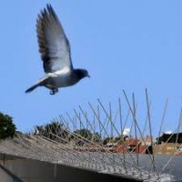 BIRD BARRIER SPIKES