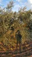 olive oil Extra Virgin Organic Familial