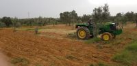 Organic Olive Oil