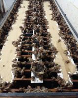 Live edible snails for sale (Helix aspersa maxima)