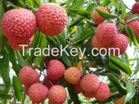 litchi