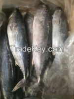 seafrozen stripped bonito whole round