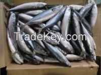frozen horse mackerel yellow tail