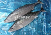 china origin stripped bonito whole round for sale