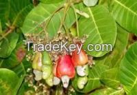 https://cn.tradekey.com/product_view/Agriculture-Cashew-Nut-Black-Pepper-Avocados-Banana-Coconut-8220977.html