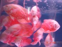 Tropical Fish