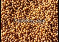 Mustard seeds from Russia