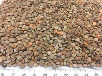 Red Lentils