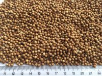 Coriander Seeds