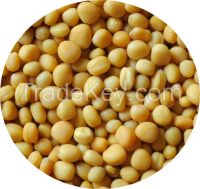 Yellow Mustard Seeds