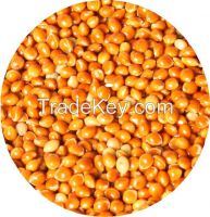 Sell red millet s...