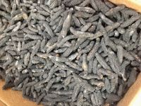 Dried Sea Cucumber - High Quality and Best Price 