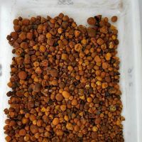 Top quality ox gallstones/cattle gallstones/animal gallstone