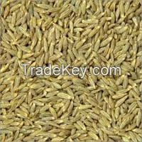 Cumin seed