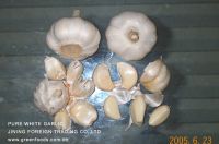 Garlic
