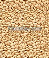 sesame seeds