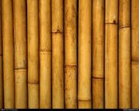 Bamboo Sticks