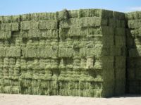 Alfalfa/Lucerne Hay for Animal Feeding