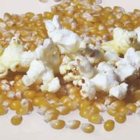 Cheap Price Popcorn Seed