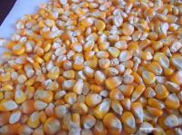 Non Gmo White/Yellow Maize Corn in Bulk