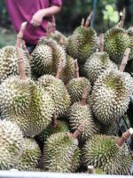 Fresh Durian Fruit