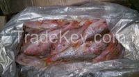 Red Snapper