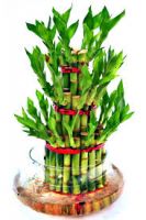 Lucky bamboo plan...