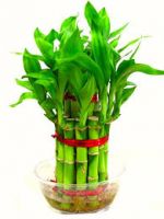 Lucky Bamboo Plant 2 Layer