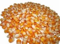 Yellow Corn Grade 2 Animal Feed GMO