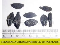 Terminalia Chebula Extract