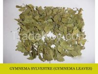 Gymnema Sylvestre Extract