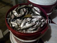 Spice Salted Marinated Sprats / Anchovy Fish