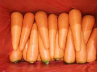 VIETNAM FRESH CARROT - +84981482499