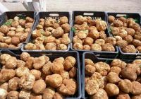 White Truffles Algeria Desert