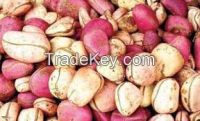 kola-nuts