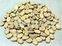 Broad beans with good quality best price 