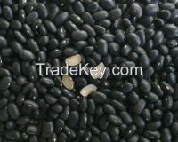 Black kidney beans with good quality 