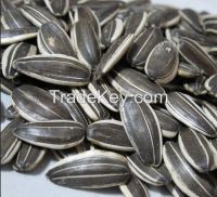 Sunflower seeds with good quality