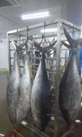 frozen tuna fish From South Africa