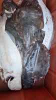 Halibut Fish Halibut Fish