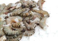 Vannamei Shrimp (PDTO