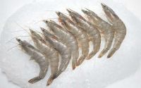 Frozen Vannamei Shrimp Ã¢ï¿½ï¿½ IQF, HOSO/HLSO, Peeled, Deveined | HACCP & EU Approved