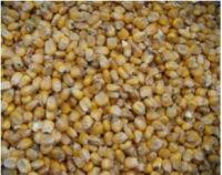 FEED WHEAT / FEED CORN / SUNFLOWER MEAL / SOYBEAN MEAL / SUGAR BEET PULP / SUNFLOWER HUSK