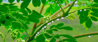 MORINGA