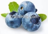 Wild blueberry