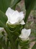 Curcuma Alismatifolia Siam Tulips